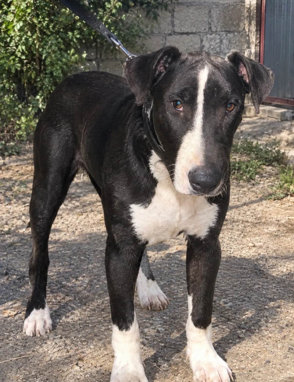 Bull Terrier mix