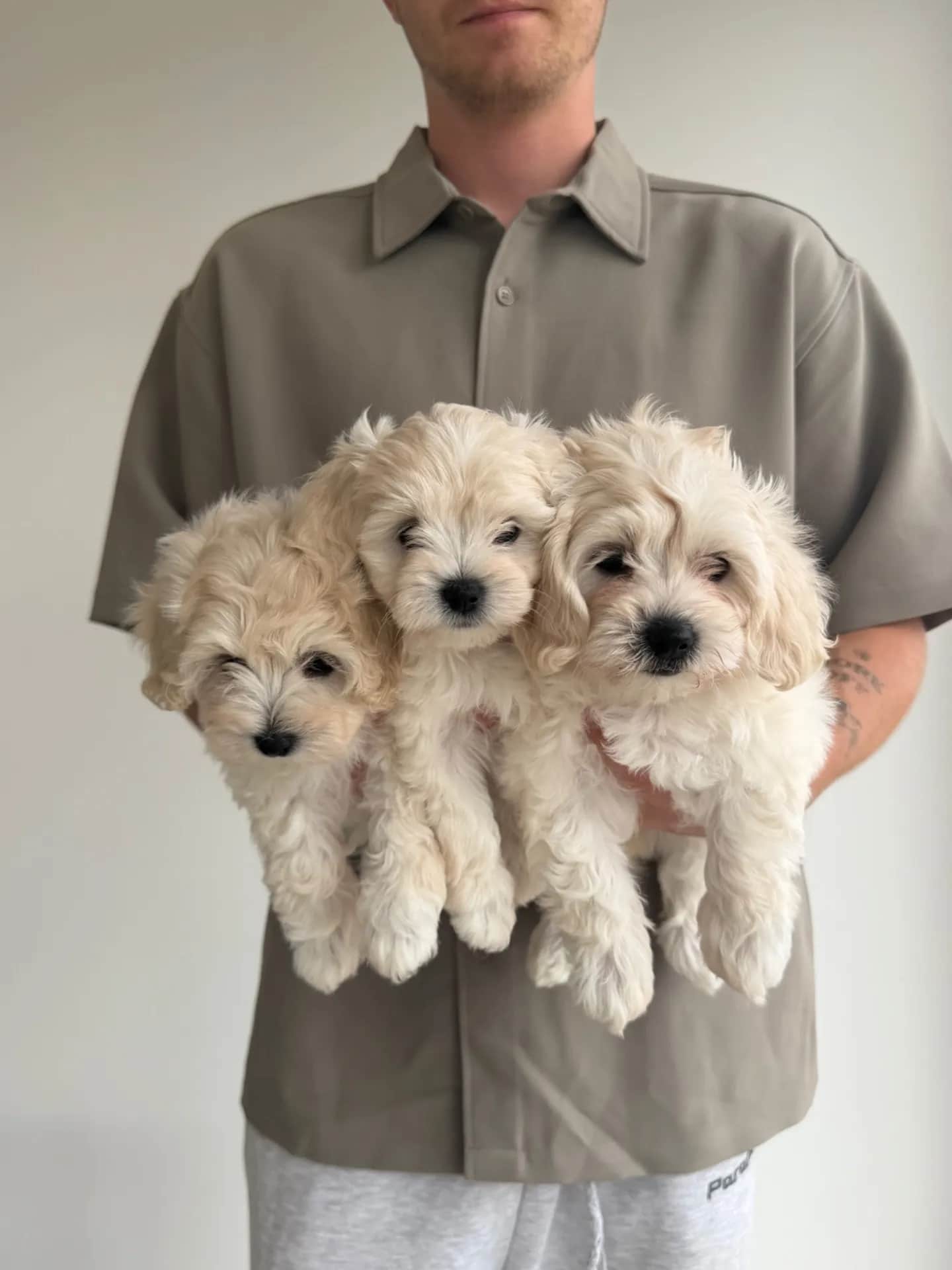 Štenci Maltipoo